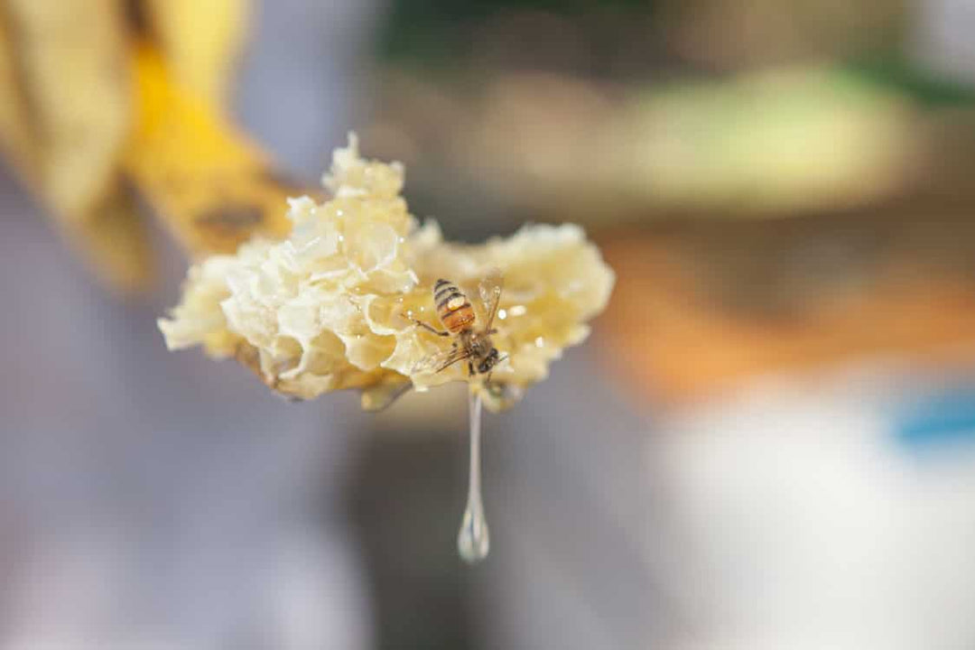 Beeswax Uses Right from the Hive