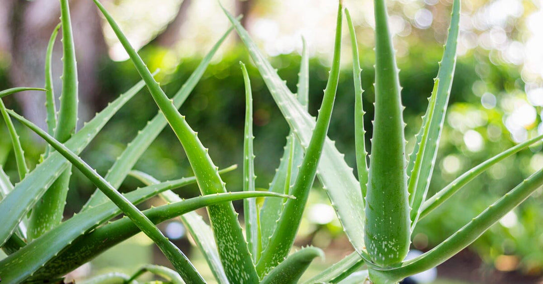 How to Grow Aloe Vera