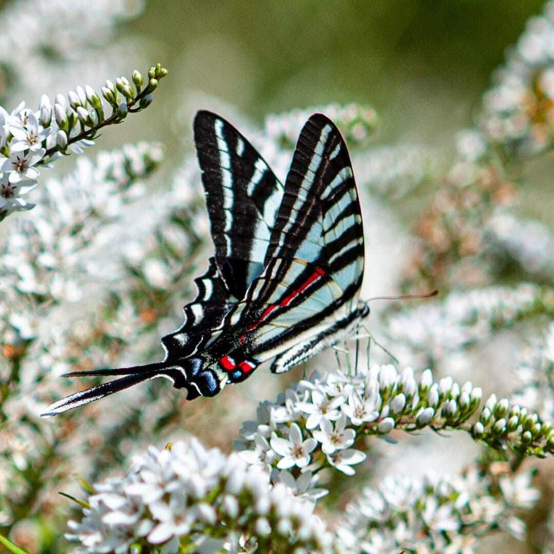 Top Butterflies in Maryland: Identification & Viewing Guide