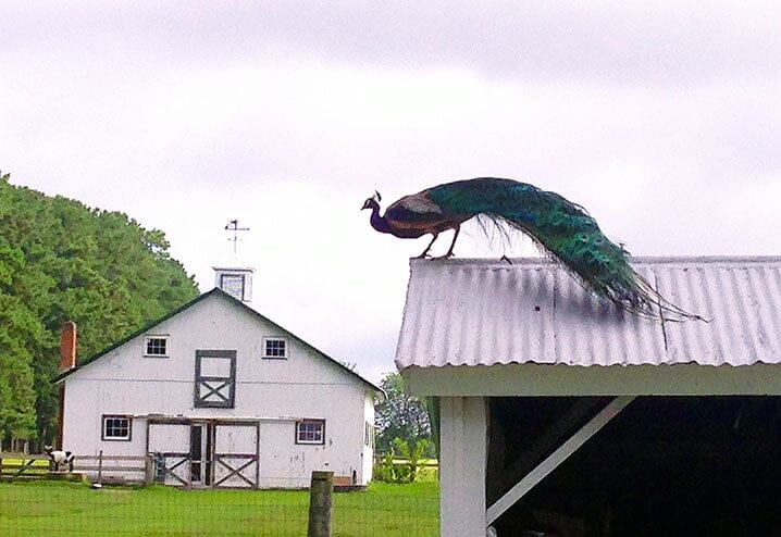 A day in the life on Maryland's Eastern Shore