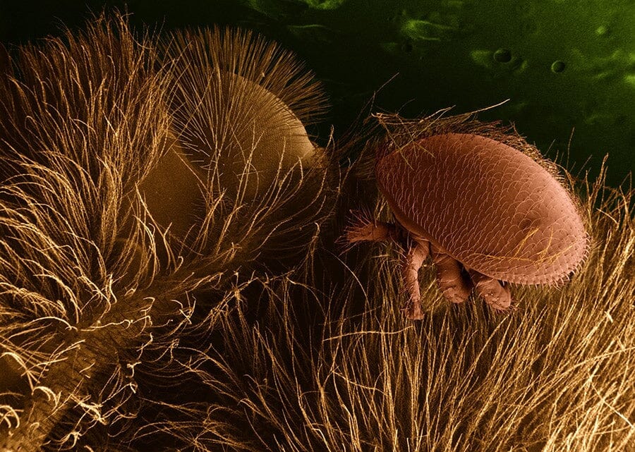 Effective Strategies to Control Varroa Destructor Mites