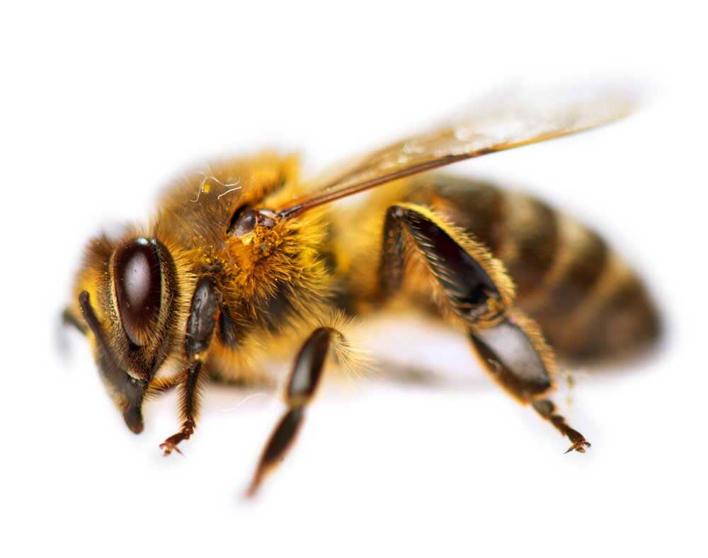 How to Treat a Bee Sting