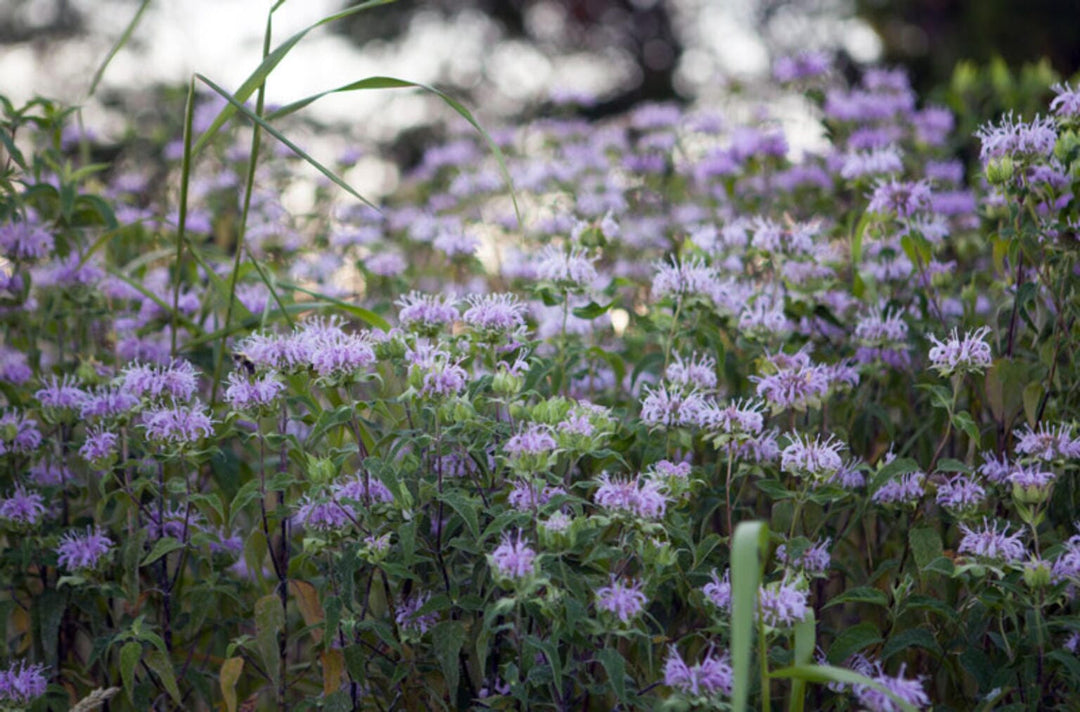 How to Plant a Pollinator Garden