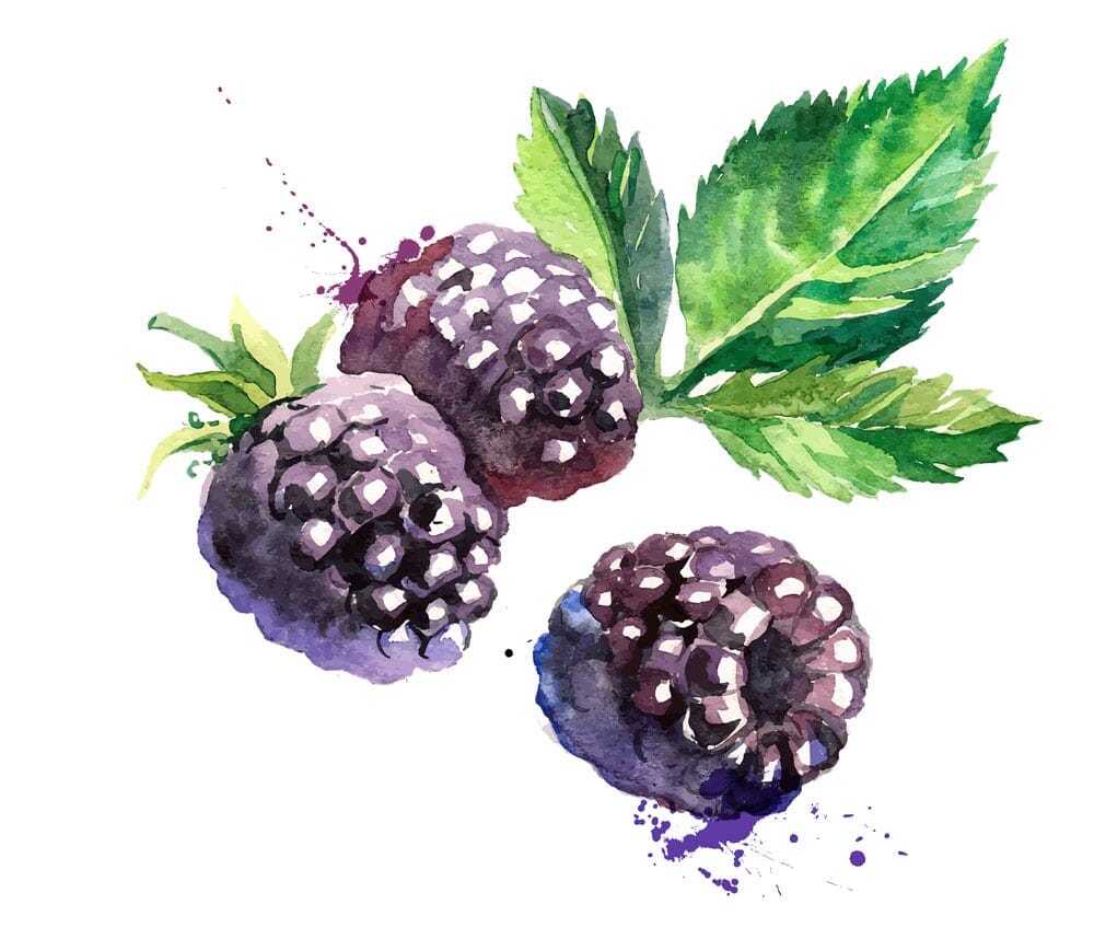 The Health Benefits of Blackberries for Skin