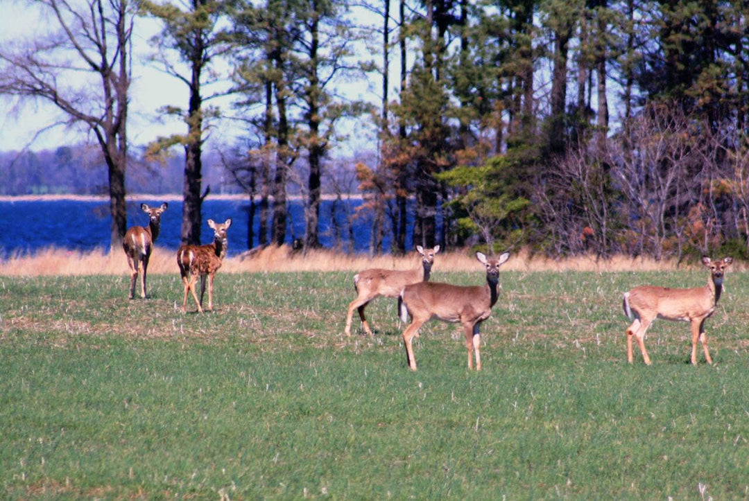 Oh Dear! A much-needed guide on deer resistant plants