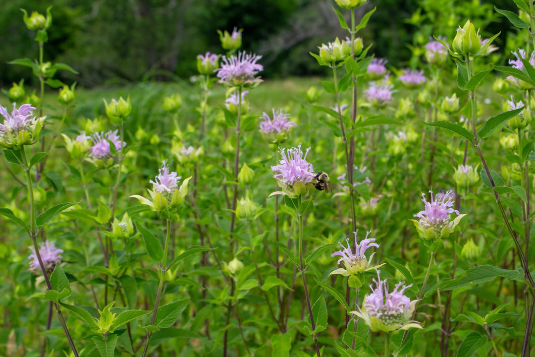 The Impact of Glyphosate on Health and Nature: What You Need to Know