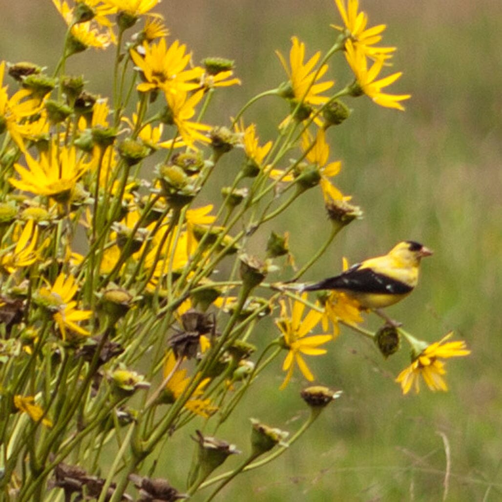 Goldfinches: A Comprehensive Guide to These Vibrant Birds