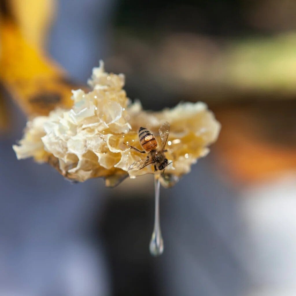 Alternative for Sugar: Substitute Honey - A Bee Inspired Guide