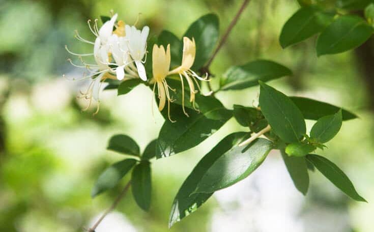 Invasive Honeysuckle