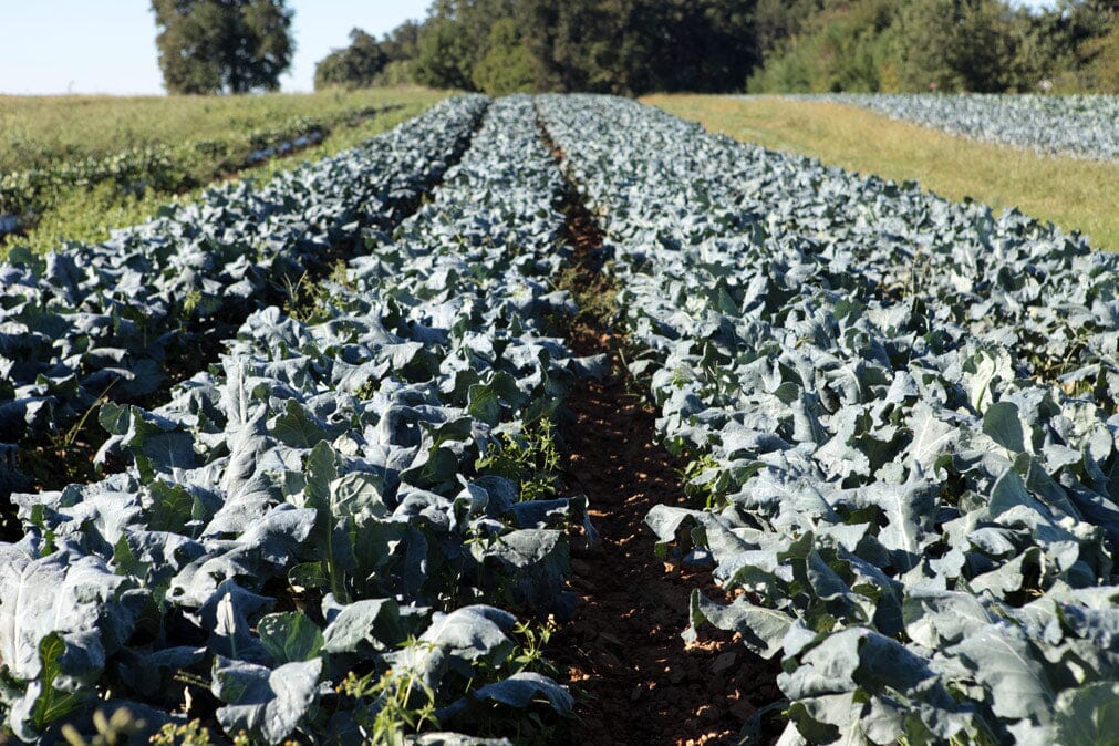 National Kale Day|All Hail Kale