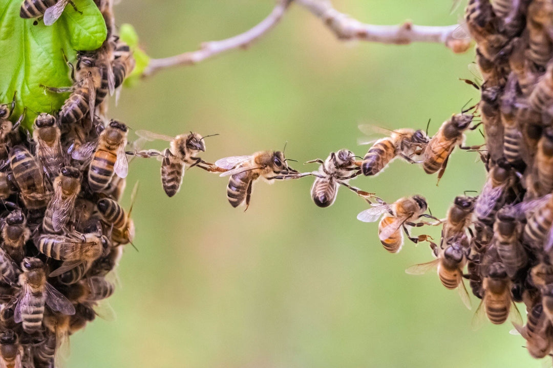 What is Festooning: The Intriguing Behavior of Festooning Bees