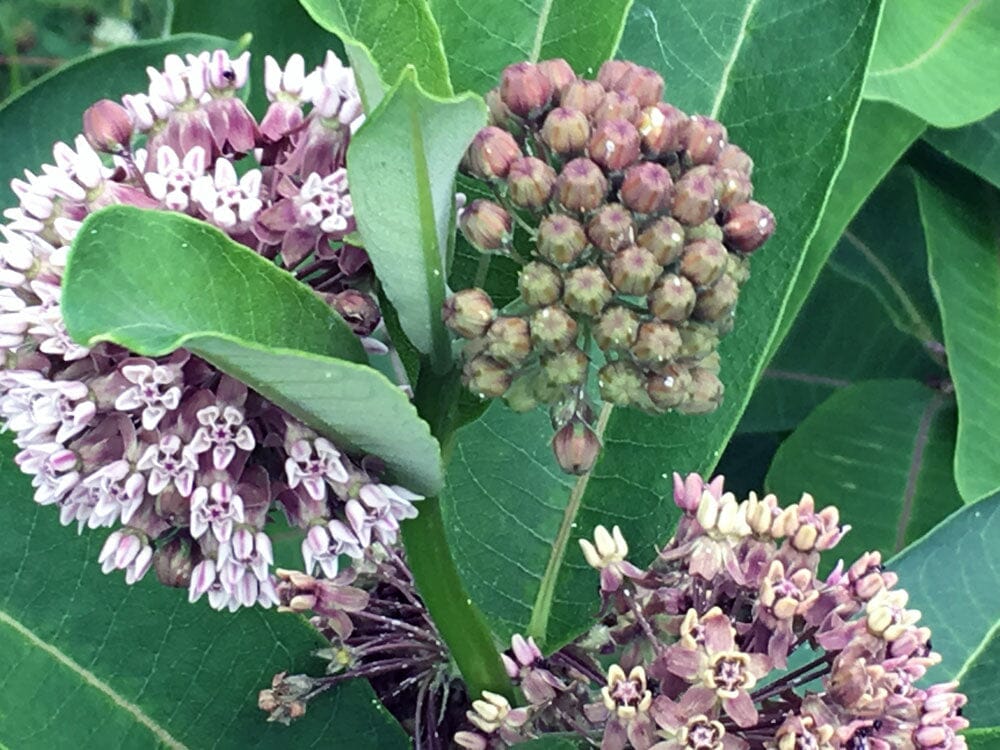 Milkweed