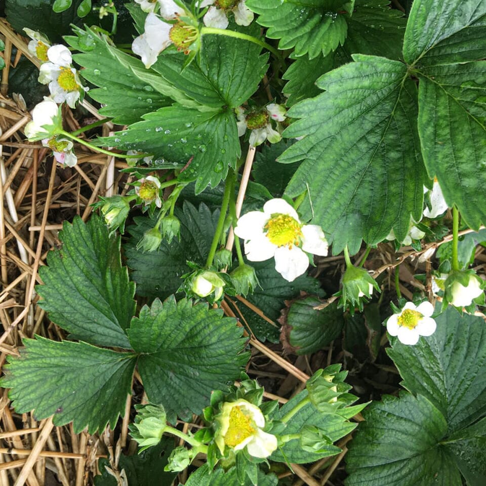 How to Grow Strawberries