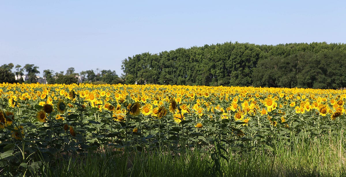 What Makes Good Bee Food?