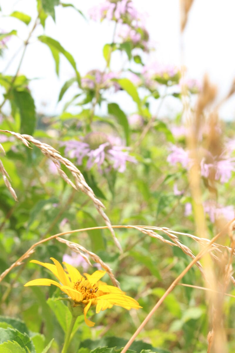 Best Flowers to Grow in Maryland: A Guide to Maryland Wildflowers