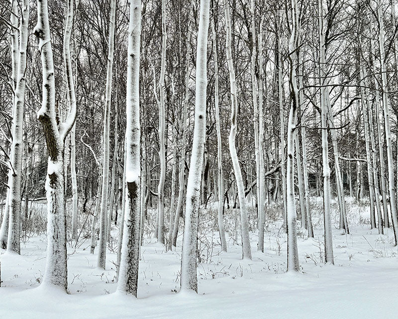 Forest of snow-covered trees 