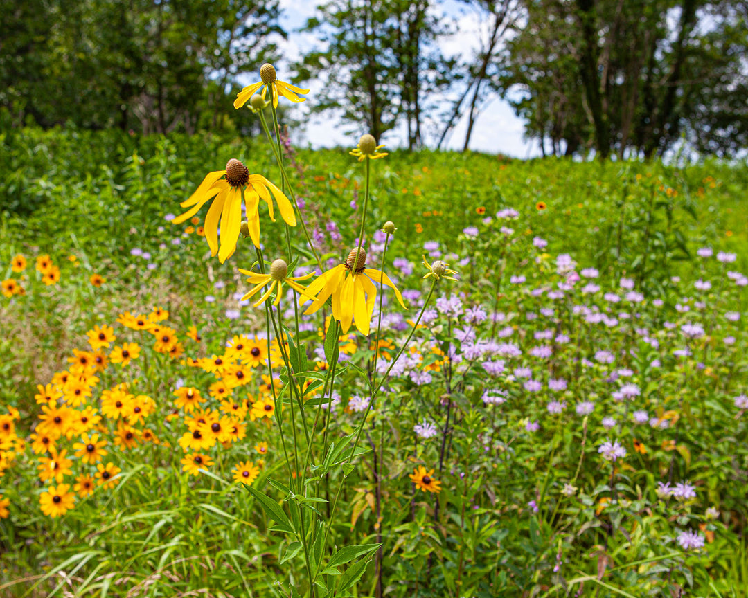 yellow and purple wildflowers 