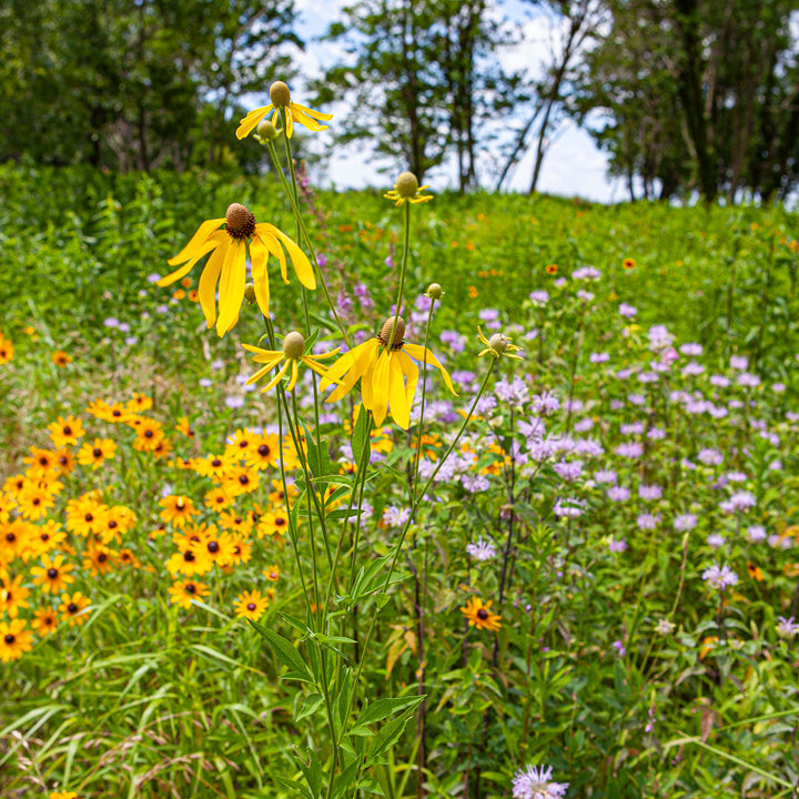 a field of colorful wildflowers