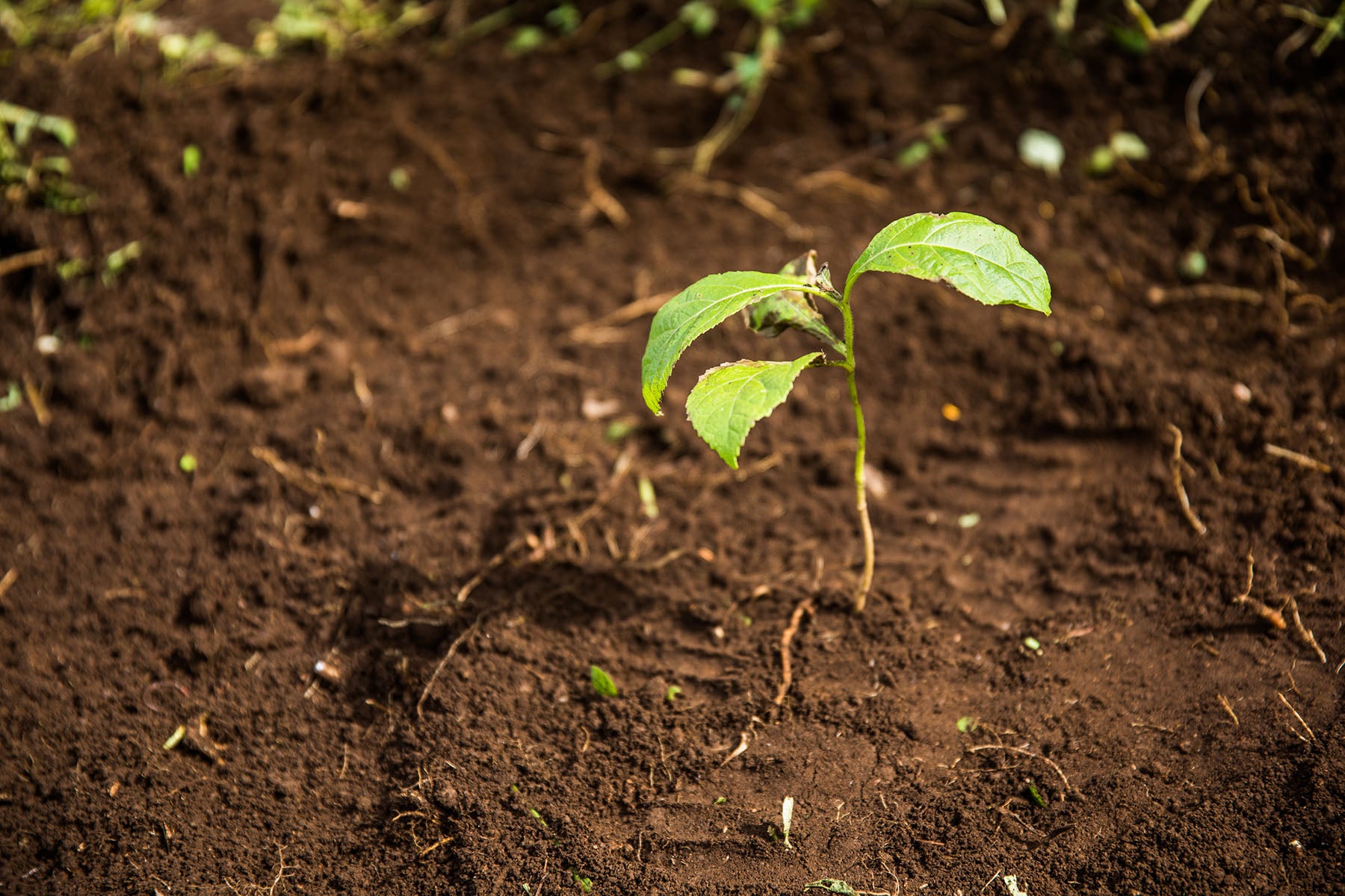 Sprout growing out of the soil 