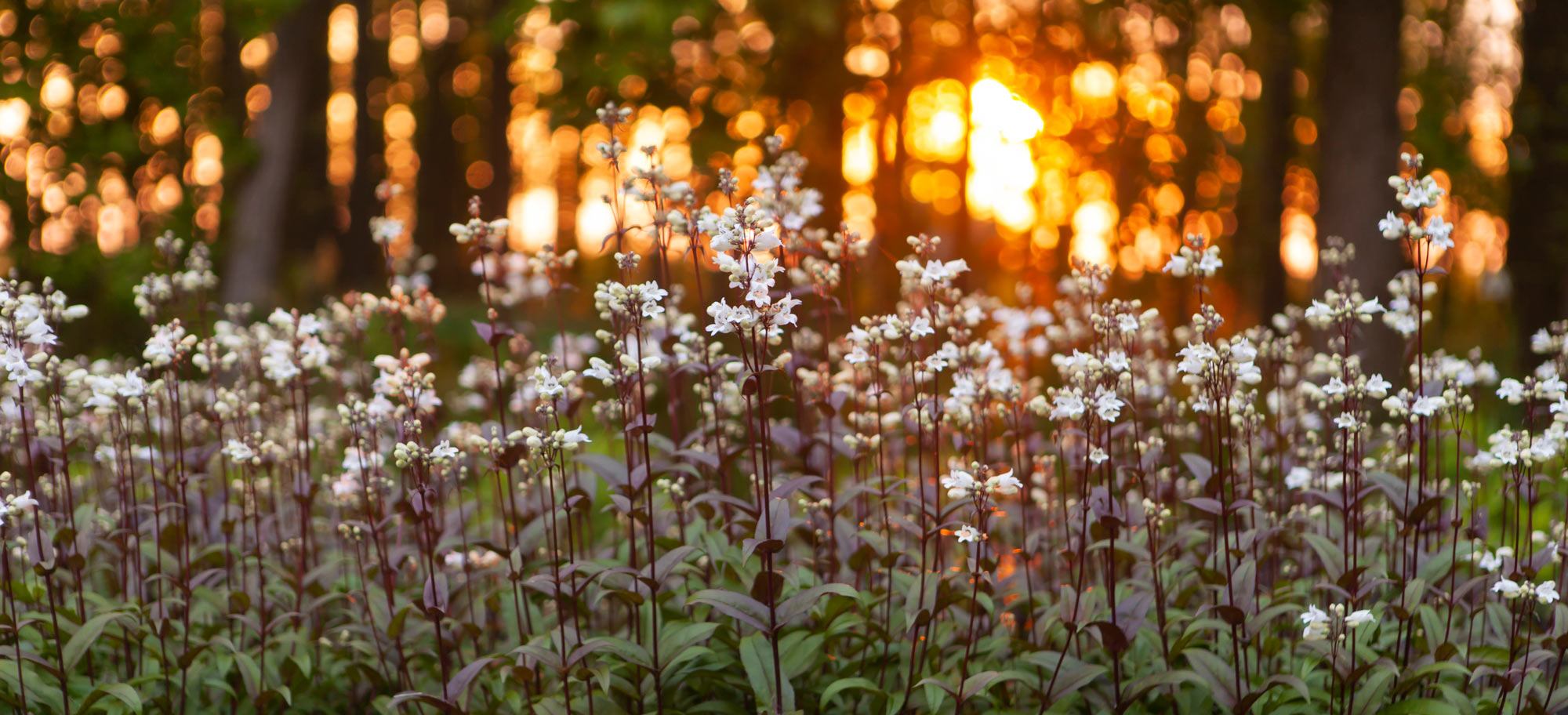 Field of flowers in sunset 