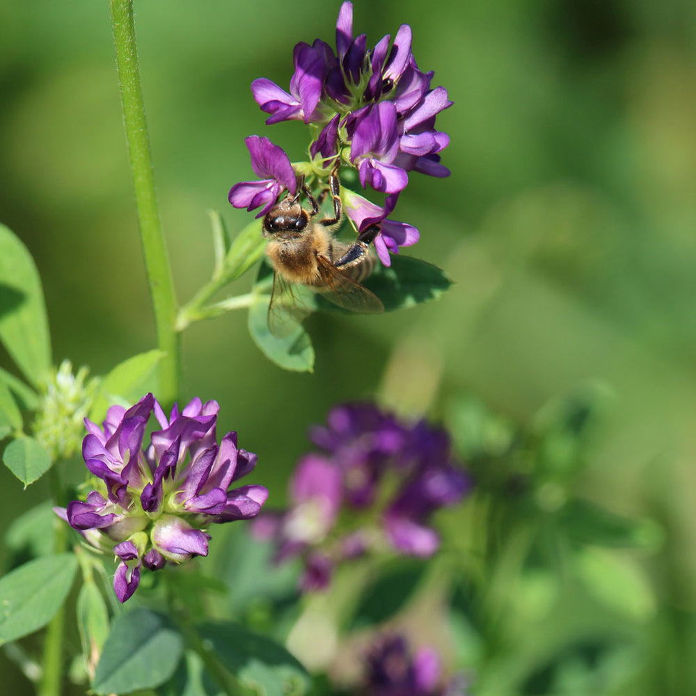 alfalfa flower wtih bee