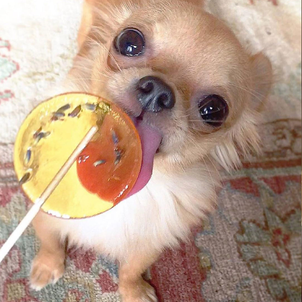 chihuahua enjoying lavender lollipop