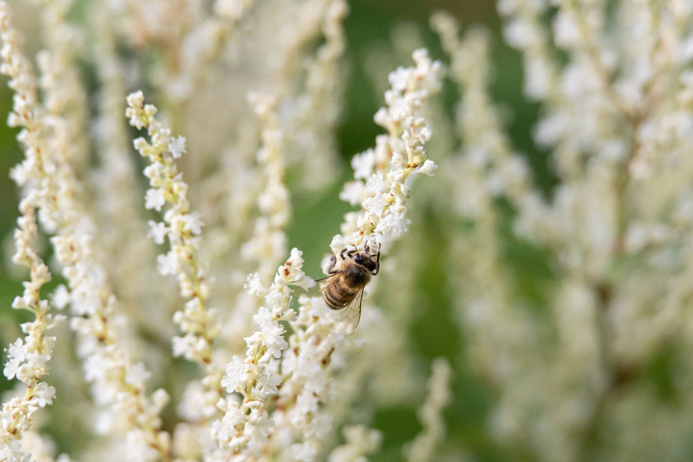 bee pollinating american knotweed aka bamboo