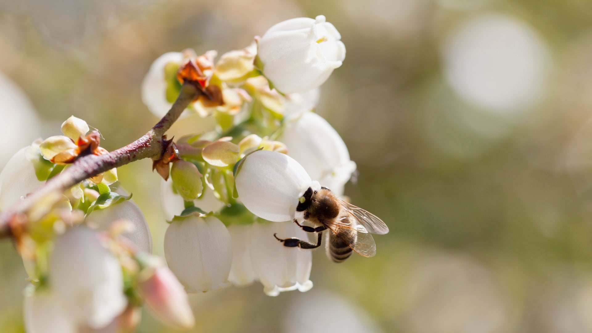 Bee on blueberry blossom 