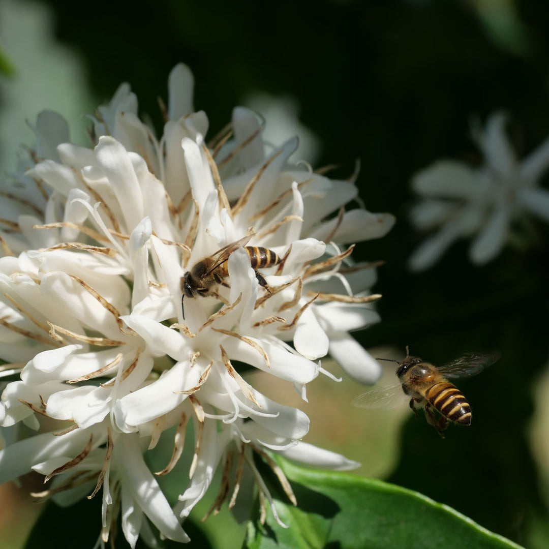 bee pollenating coffee blossom