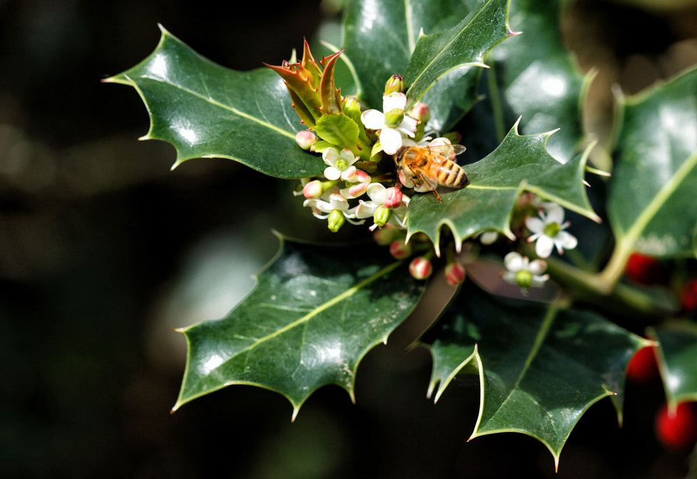 bee pollinating a holly plant