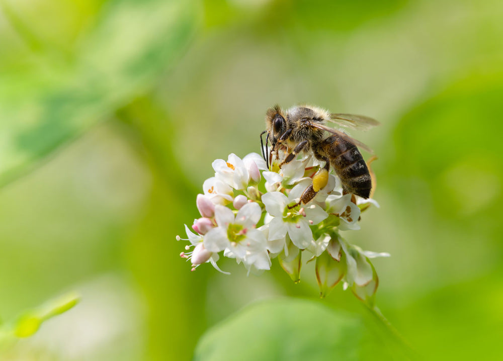 bee pollinating Buckwheat