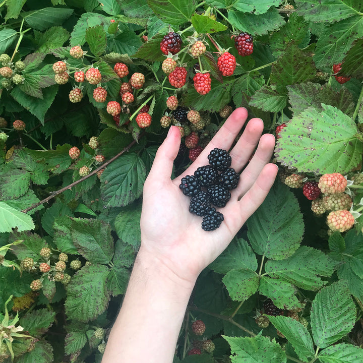 a hand holding ripe blackberries to compare them to younger blackberries still on the plant