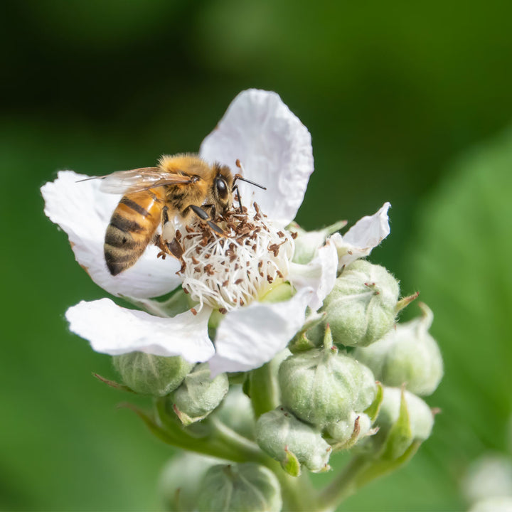 bee pollinating a blackberry blossom