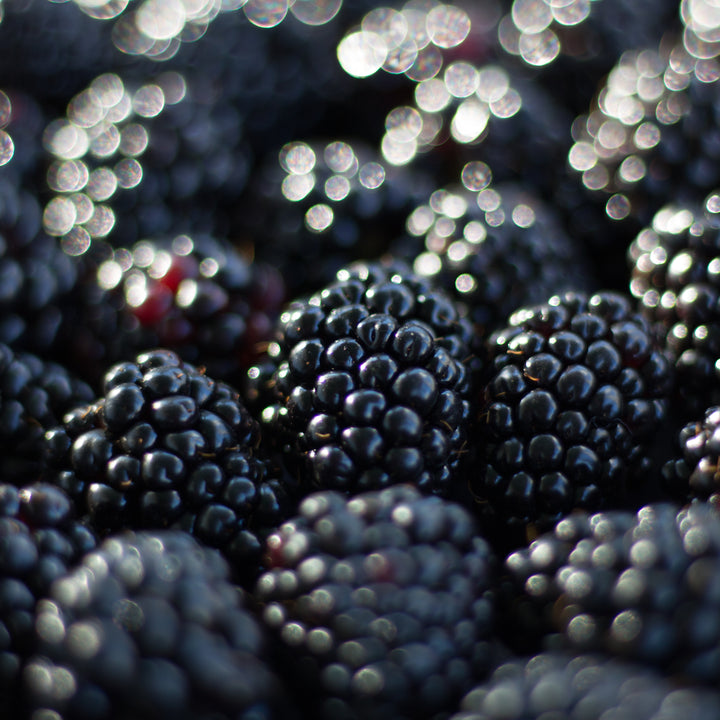 up close of blackberries