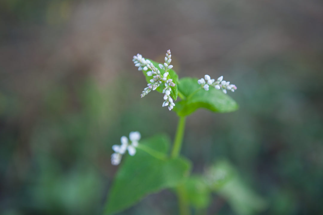 buckwheat flower blooming on chesterhaven beach farm