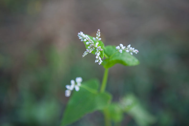 buckwheat flower blooming on chesterhaven beach farm