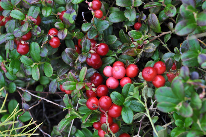 up close of cranberries growing on a cranberry bush