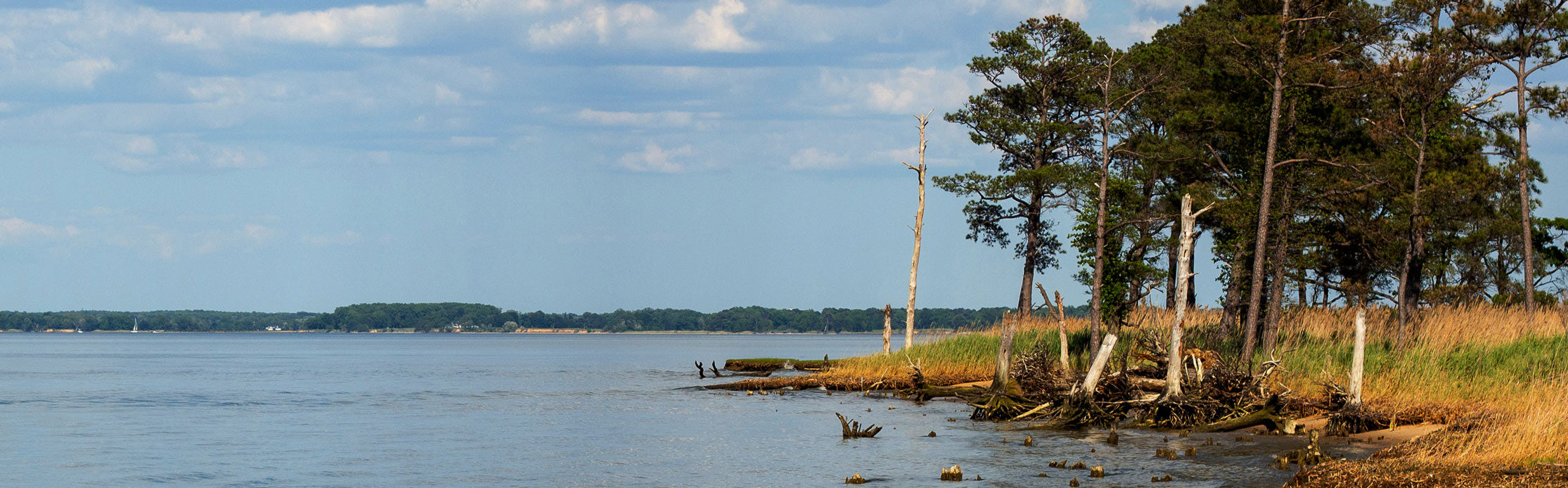 Shoreline and trees on the farm next to water 