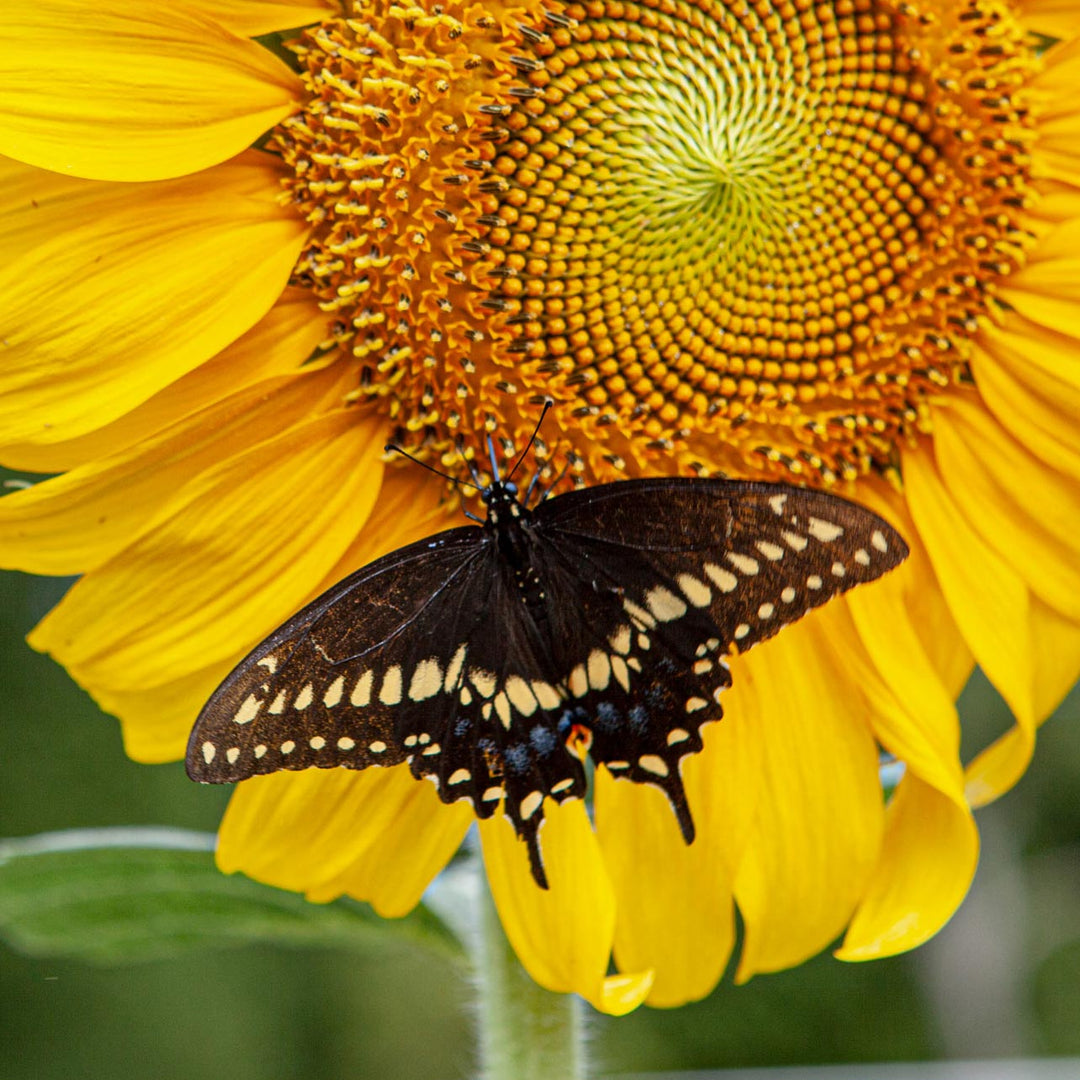 Black and yellow butterfly in the center of a sunflower 