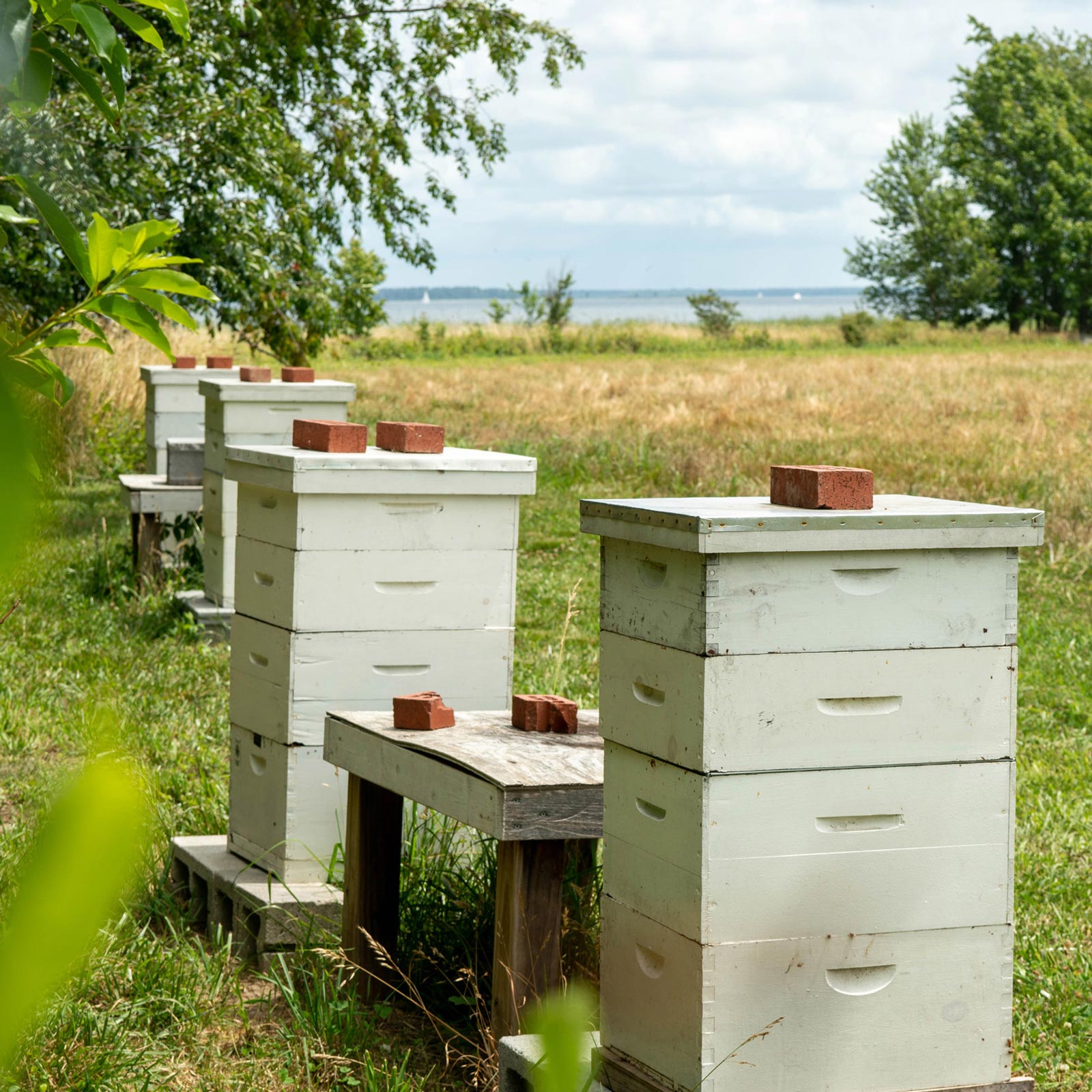 Hive boxes with bricks on top in a field by the water 