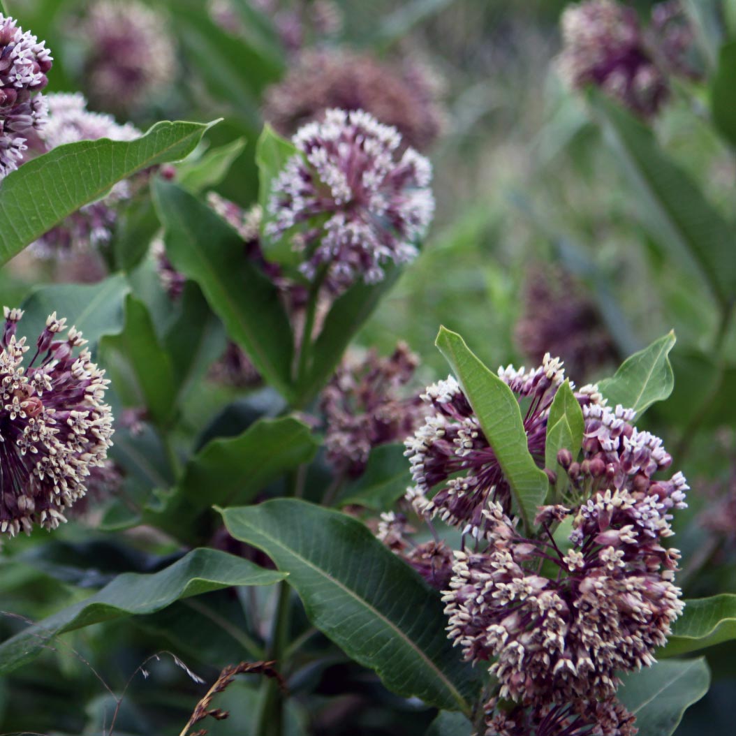 Closeup of milkweed plants 