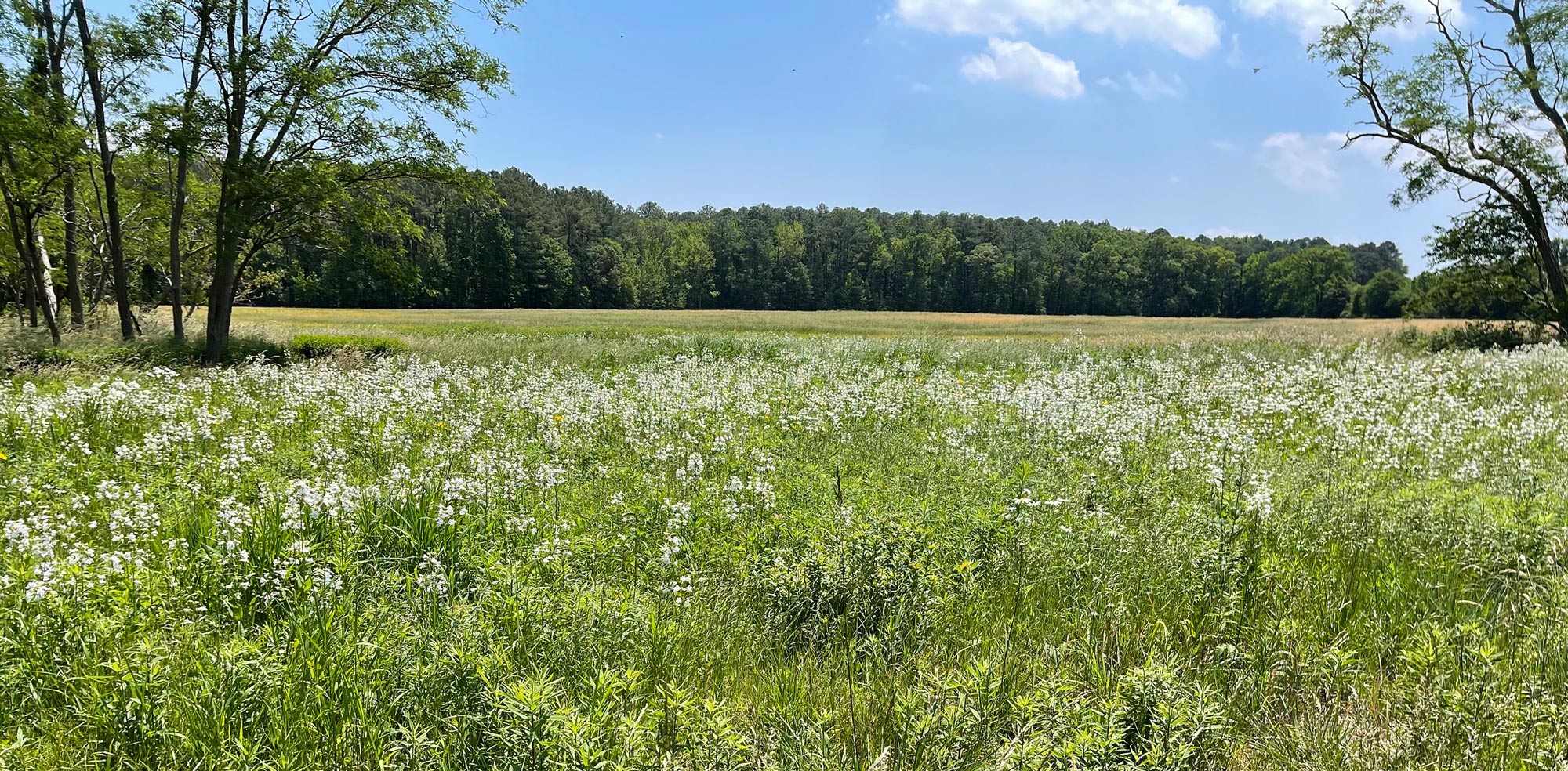 Field of white flowers 