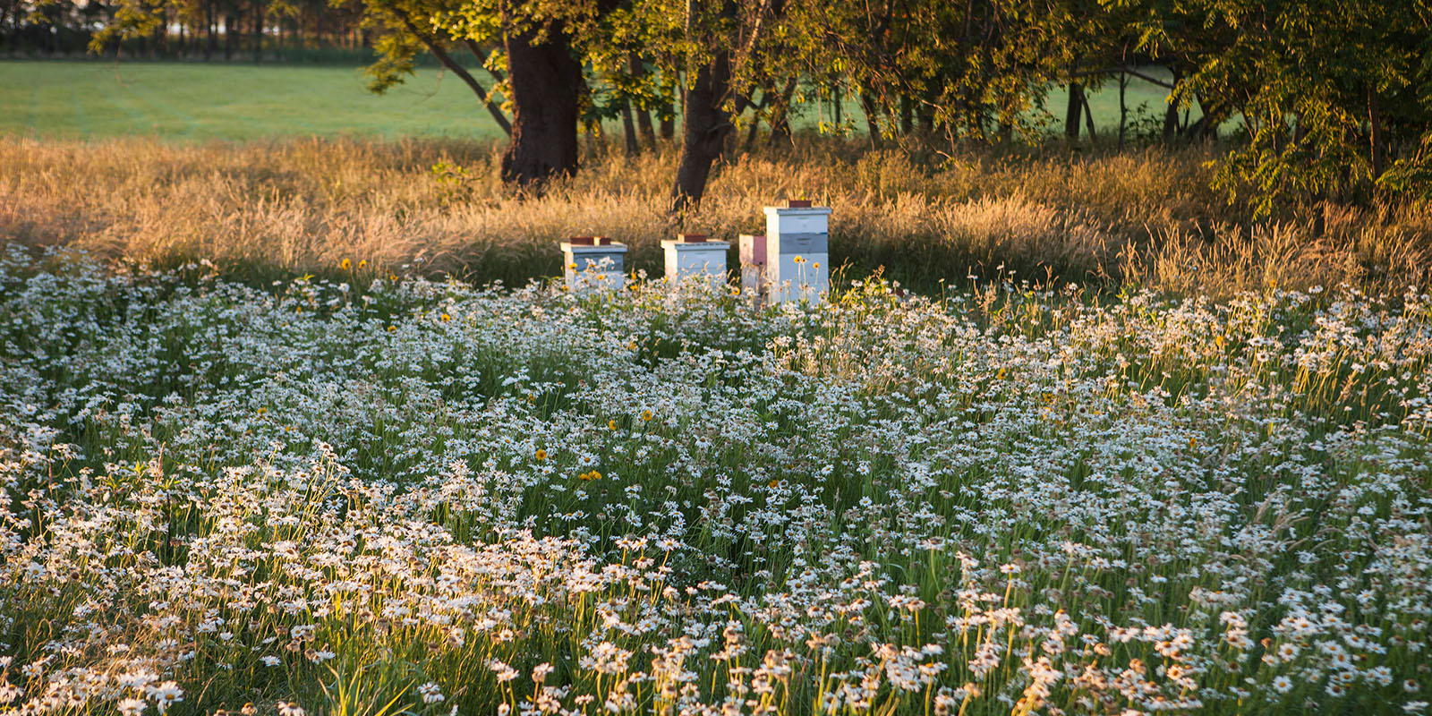 three bee hives surrounded by a field of flowers