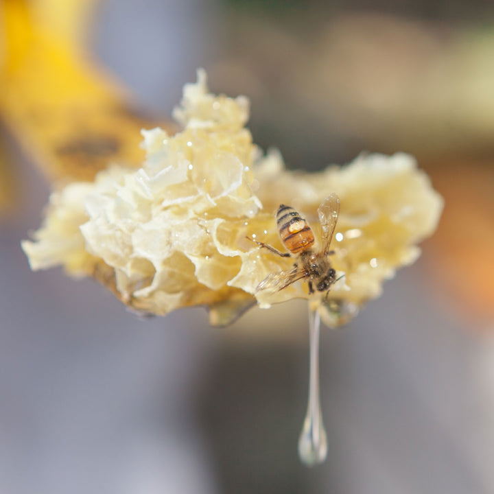 honeycomb straight from the hive dripping honey