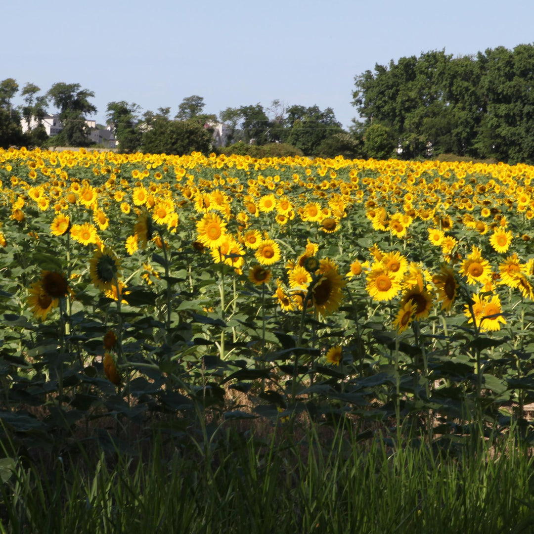 Field of sunflowers 