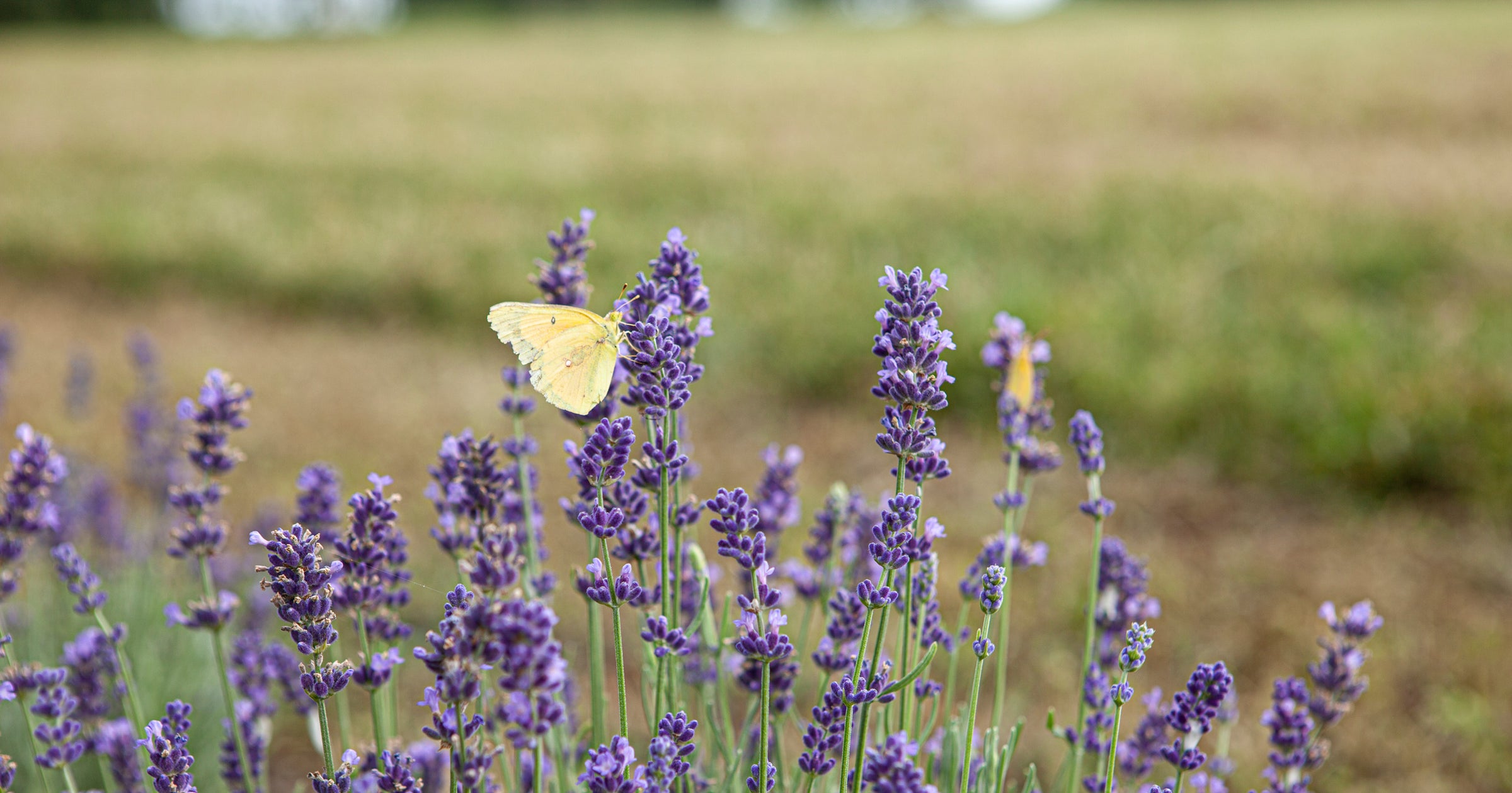 Yellow butterfly on lavender plant 