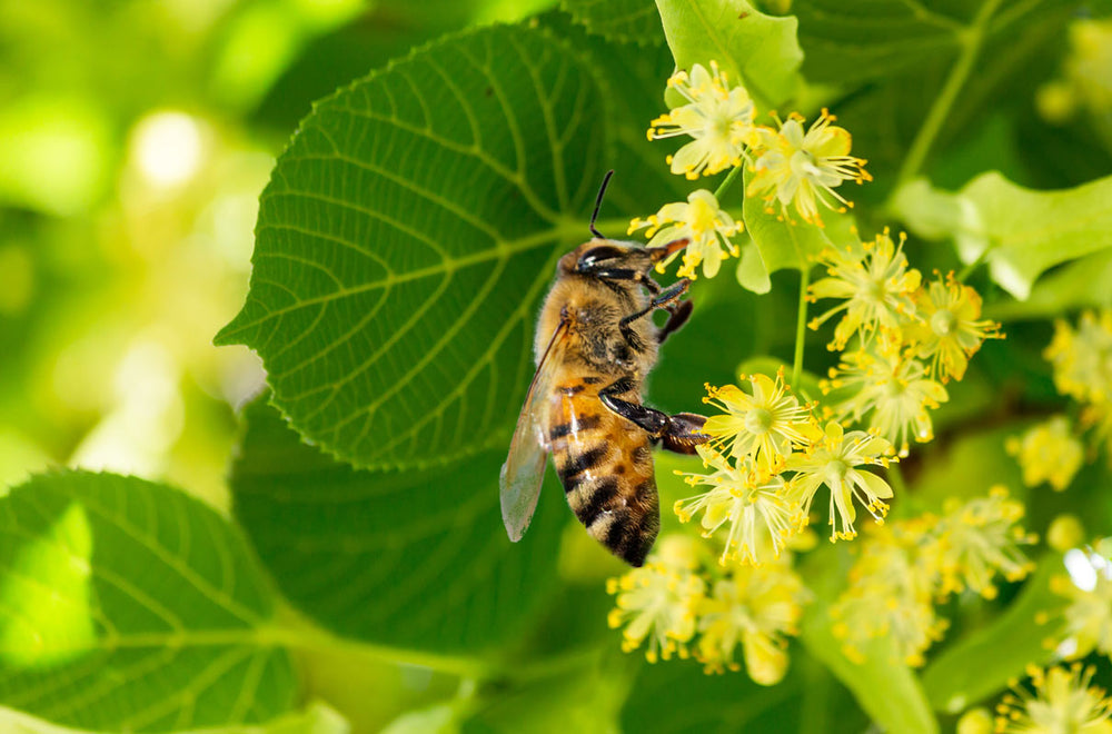 bee pollinating Linden Basswood flowers