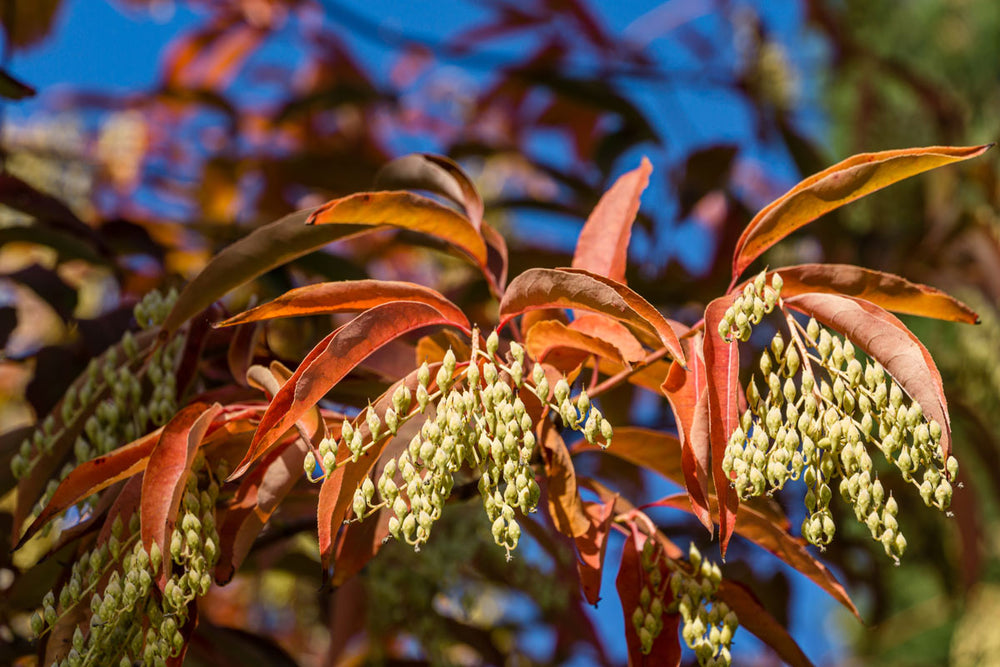 sourwood blossoms in nature