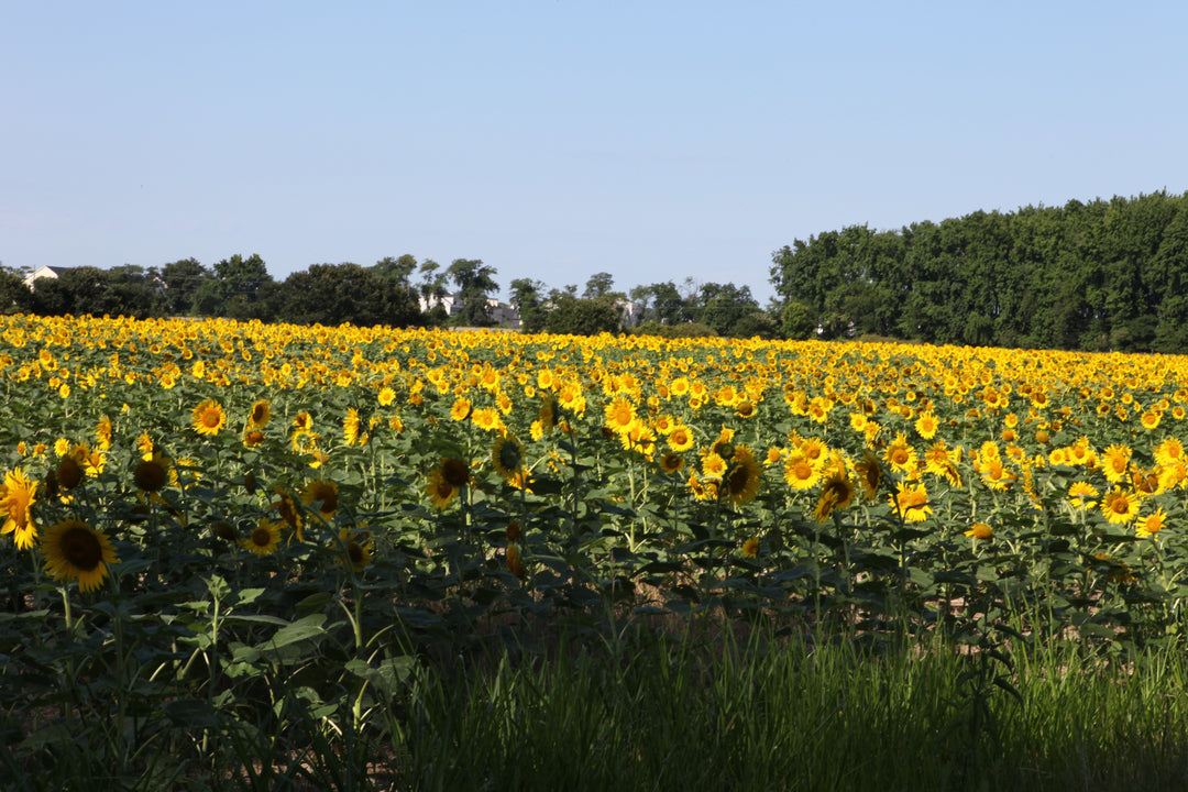 field of sunflowers