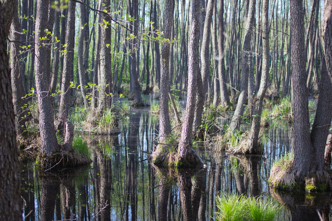 swamp of tupelo trees